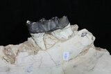 Brontotherium (Titanothere) Jaw Section - (reduced price) #50813-1